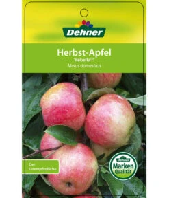 Herbstapfel 'Rebella' -Angebote Pflanz Lust Store 7737075 HerbstapfelRebella Etikett 1