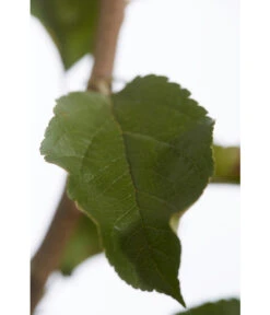 Herbstapfel 'Rebella' -Angebote Pflanz Lust Store 7737075 PR DE 001 ApfelRebellaMalusBusch95LiterDehnerExpressZS