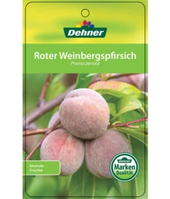 Dehner Pfirsich 'Roter Weinbergpfirsich' -Angebote Pflanz Lust Store 7745607 RoterWeinbergpfirsich Etikett 1