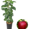 Säulenapfel 'Redcats'