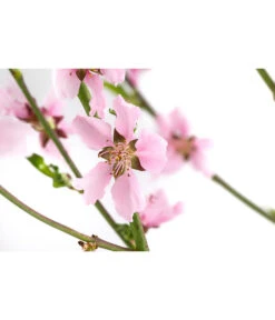 Säulennektarine 'Fantasia' -Angebote Pflanz Lust Store 7752710 WE DE 001 PrunusSauelennektarineFantasia