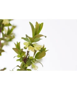 Sibirische Blaubeere 'MyBerry® Sweet' -Angebote Pflanz Lust Store 7756463 PR DE 001 SibirischeBlaubeereMyBerrySweet5LDehnerExpressZS