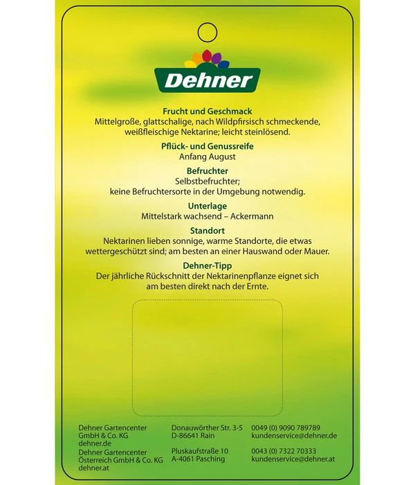 Nektarine 'Snow Queen' 3 Nektarine 'Snow Queen' – Bild 3