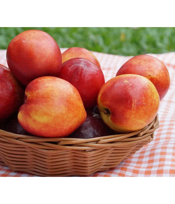 Nektarine 'Snow Queen' 1 Nektarine 'Snow Queen'