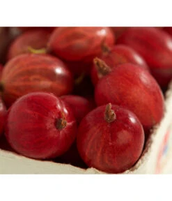 Säulen-Stachelbeere'Spinefree'