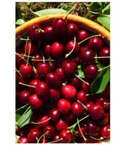 Kirschen-Duo 'Sunburst/Burlat' -Angebote Pflanz Lust Store 7760713 WE MO 001 KirschenDuoSunurstBurlat Pixabay