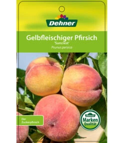 Pfirsich 'Suncrest' -Angebote Pflanz Lust Store 7760754 GelbfleischigerPfirsichSuncrest Etikett 1
