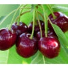 Süßkirsche 'Tamara'