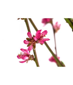 Teller-Nektarine 'Honey®' -Angebote Pflanz Lust Store 7763394 WE DE 003 PrunusTellernektarineHoney