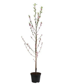 Teller-Nektarine 'Honey®' -Angebote Pflanz Lust Store 7763394 WE FS 002 PrunusTellernektarineHoney