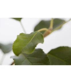 Herbstapfel 'Topaz' -Angebote Pflanz Lust Store 7763931 PR DE 001 ApfelTopazMalusBusch95LiterDehnerExpressZS