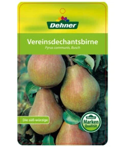 Herbstbirne 'Vereinsdechant' -Angebote Pflanz Lust Store 7772064 BirneVereinsdechant Etikett 1