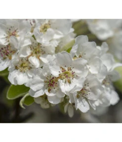 Herbstbirne 'Vereinsdechant' -Angebote Pflanz Lust Store 7772064 PR FS 011 PyrusVereinsdechantBirnePixabay