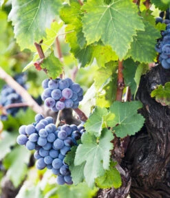 Weinrebenstamm -Angebote Pflanz Lust Store 7773617 PR MO 001 WeinrebenStammXXL Fotolia