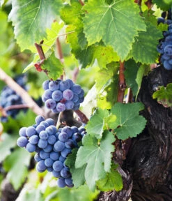 XXL Weinrebenstamm, Ca. 200-220 Cm, Verschiedene Sorten -Angebote Pflanz Lust Store 7773617 WE MO 002 WeinrebenStammXXL