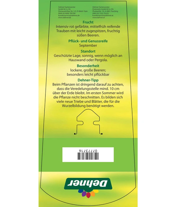 Tafeltraube 'Katharina' 4 Tafeltraube 'Katharina' – Bild 4