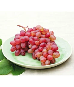 Tafeltraube 'Katharina' 9 Tafeltraube 'Katharina' -Angebote Pflanz Lust Store 7773716 WE MO 001 WeinKatharina