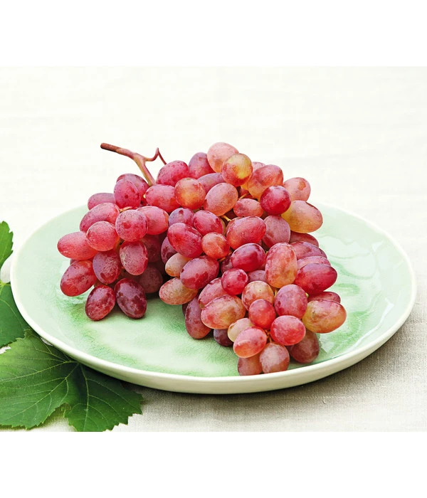 Tafeltraube 'Katharina' 5 Tafeltraube 'Katharina' – Bild 5