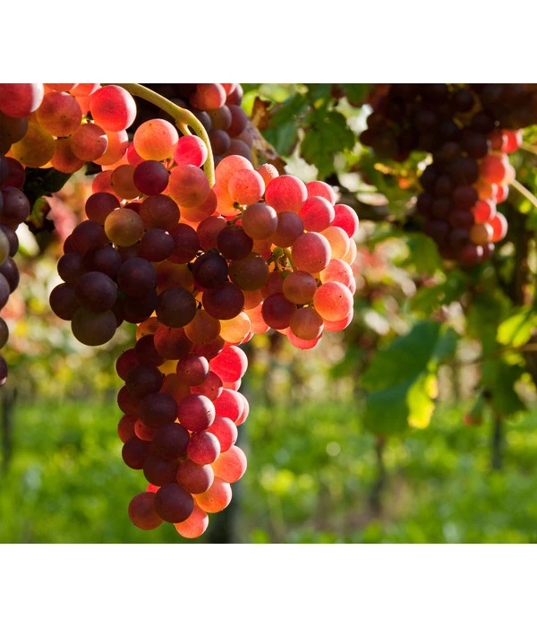 Tafeltraube 'Katharina' 1 Tafeltraube 'Katharina'