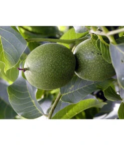 Moselaner Walnuss Klon 120 -Angebote Pflanz Lust Store 7776800 WE DE GeisenheimerWalnussKlon120Pixabay