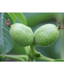 Weinheimer Walnuss Klon 139 -Angebote Pflanz Lust Store 7776818 WE DE WeinheimerWalnussKlon139Pixabay