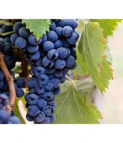 Dehner Gourmet Garten Tafeltraube 'Muscat Blue' -Angebote Pflanz Lust Store 7779101 PR DE 002 VitisWeintraubenMuscatBleuPixabay