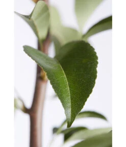 Birnen-Duo 'Williams Christ/Conference' -Angebote Pflanz Lust Store 7780646 PR DE 001 BirneGuteLuiseWilliamChristDuo95LiterDehnerExpressZS