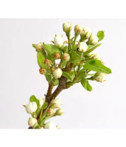 Birnen-Duo 'Williams Christ/Conference' -Angebote Pflanz Lust Store 7780646 WE DE 001 BirneBirnenDuoWCGLDehnerExpressHerzig