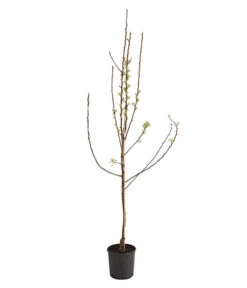 Birnen-Duo 'Williams Christ/Conference' -Angebote Pflanz Lust Store 7780646 WE FS 001 BirneBirnenDuoWCGLDehnerExpressHerzig