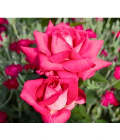 Edelrose 'Acapella®'