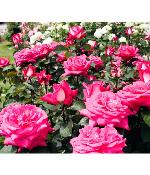 Edelrose 'Acapella®' 2 Edelrose 'Acapella®' – Bild 2