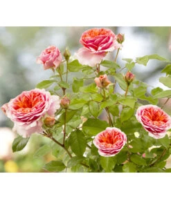 Duftrosen, Verschiedene Sorten