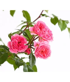 COURTYARD® Kletterrosen -Angebote Pflanz Lust Store 7801251 PR DE 001 KletterroseUrtyard5LiterRosaPirouetteDehnerExpressHerzig