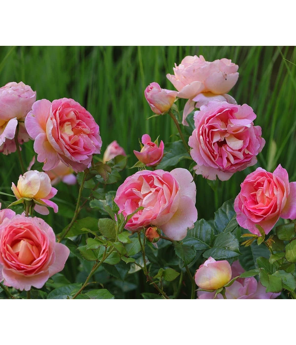 Edelrose 'Dornburger Schlossrose' 1 Edelrose 'Dornburger Schlossrose'
