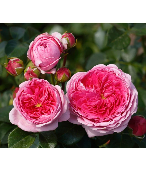 Nostalgie®-Edelrose 'Modern Art®' 1 Nostalgie®-Edelrose 'Modern Art®'