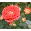 Zwerg-Kletterrose 'Starlet® Carmen®'