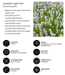 Lavendel-Set Lavendel-Vielfalt, 4-teilig -Angebote Pflanz Lust Store 7805781 WE IG 001 LavendelLightPinkAngustifoliaLightPinkLuckner
