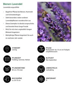 Dehners Bienen-Lavendel, 4er-Set -Angebote Pflanz Lust Store 7805799 WE IG 001 BienenLavendel 1