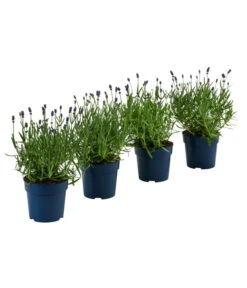 Schmetterlings-Lavendel 'Royal Blue', 4er-Set