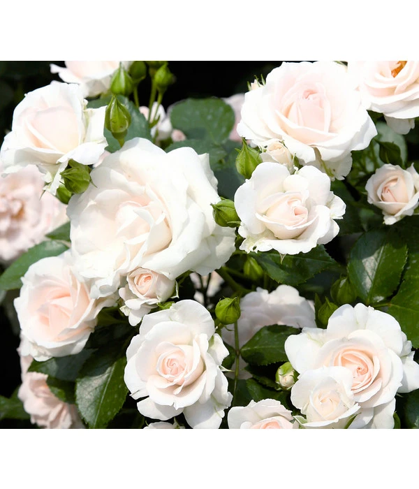 Rose 'Aspirin®', Stämmchen 1 Rose 'Aspirin®', Stämmchen