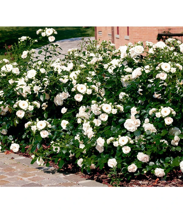 Rose 'Aspirin®', Stämmchen 2 Rose 'Aspirin®', Stämmchen – Bild 2