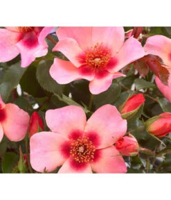 Persische Rosen, Verschiedene Farben