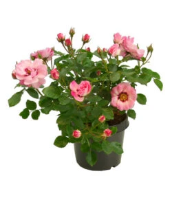 Persische Rosen, Verschiedene Farben -Angebote Pflanz Lust Store 7815392 WE FS 001 BeetrosePersicaRosaPersicaAllgreenAngelEyes