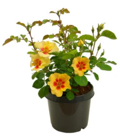 Persische Rosen, Verschiedene Farben -Angebote Pflanz Lust Store 7815392 WE FS 002 BeetrosePersicaRosaPersicaAllgreenEyeOfTheTiger