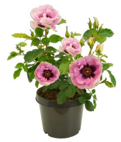 Persische Rosen, Verschiedene Farben -Angebote Pflanz Lust Store 7815392 WE FS 003 BeetrosePersicaRosaPersicaAllgreenEyesForYou