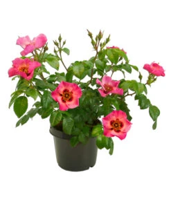 Persische Rosen, Verschiedene Farben -Angebote Pflanz Lust Store 7815392 WE FS 004 BeetrosePersicaRosaPersicaAllgreenEyesOnMe