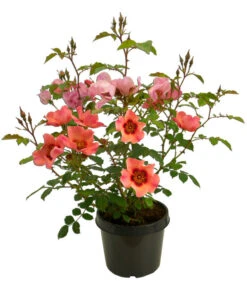 Persische Rosen, Verschiedene Farben -Angebote Pflanz Lust Store 7815392 WE FS 006 BeetrosePersicaRosaPersicaAllgreenForYourEyesOnly