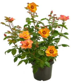 Persische Rosen, Verschiedene Farben -Angebote Pflanz Lust Store 7815392 WE FS 007 BeetrosePersicaRosaPersicaAllgreenPersianSun