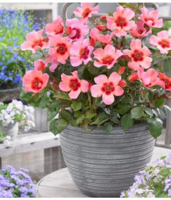 Persische Rosen, Verschiedene Farben -Angebote Pflanz Lust Store 7815392 WE MO 001 RosaPersicaRosePersica4LAllgreen