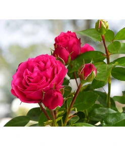 Nostalgische Edelspray-Rose 'Magic Rokoko®'